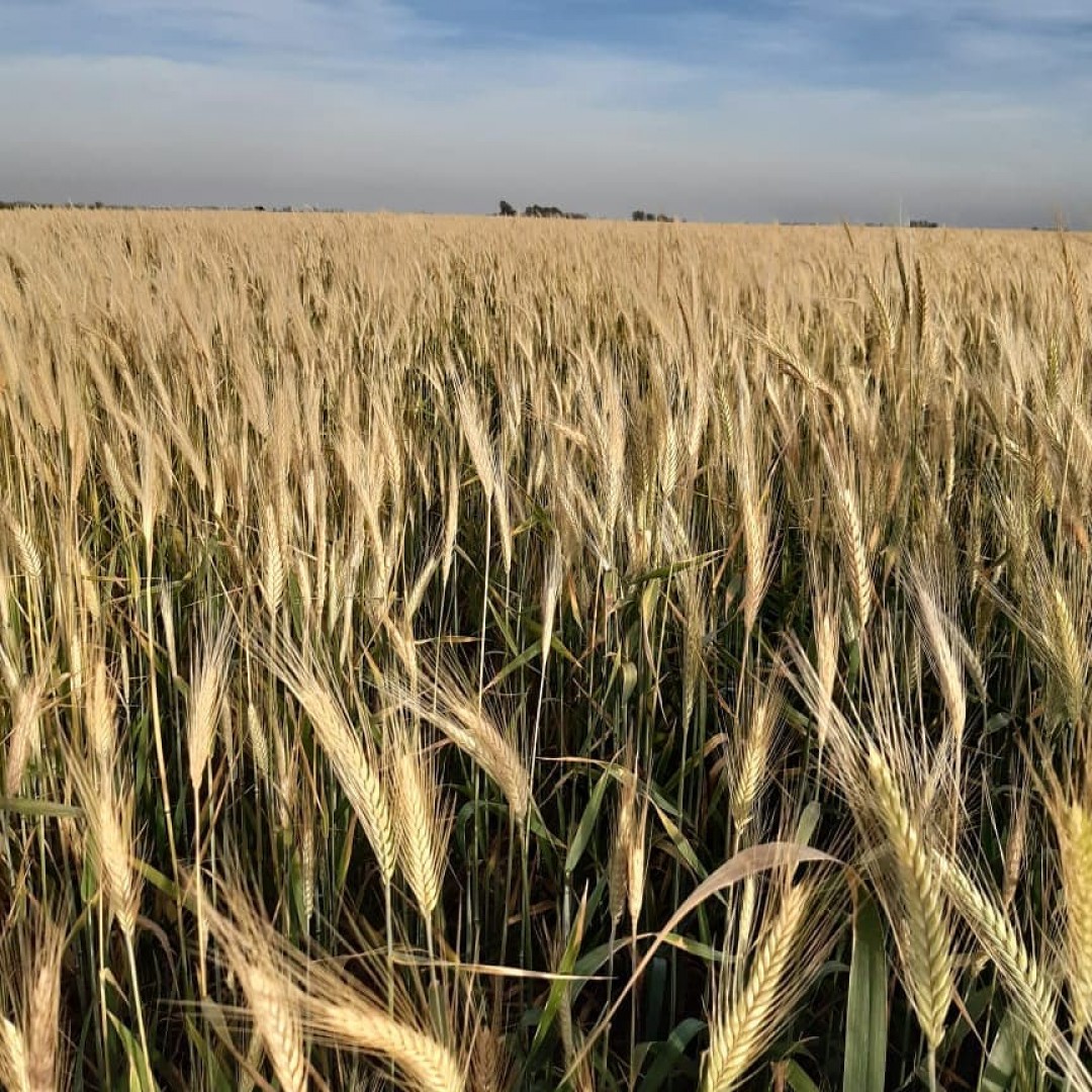 fertilizacion-precisa-para-mejorar-la-calidad-del-suelo-4